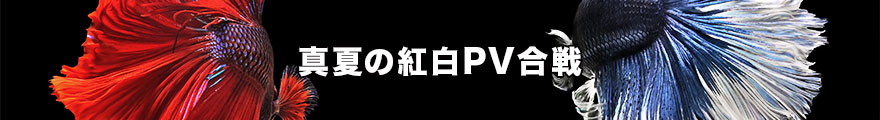 真夏の紅白PV合戦